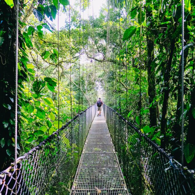 person walking on hanging bridge surrounded by green trees during daytime